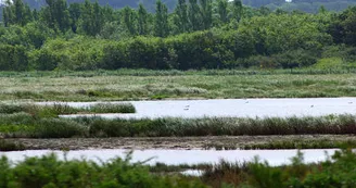 Marais de Pampin