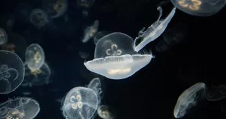 Aquarium La Rochelle