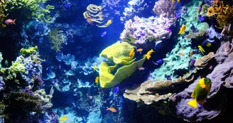 Aquarium La Rochelle