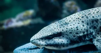 Aquarium La Rochelle