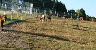 Camping Les Vignes