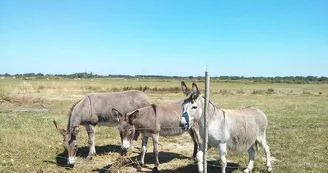 La Cabane Des Frênes