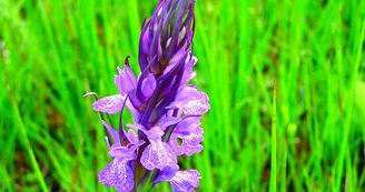 Coteau  aux orchidées