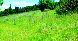 Coteau  aux orchidées