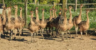 Ferme pédagogique - L'Autruche de Laurette