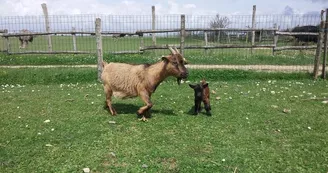 Ferme pédagogique - L'Autruche de Laurette