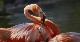 Zoo de La Palmyre