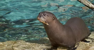 Zoo de La Palmyre