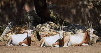 Zoo de La Palmyre