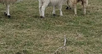 Parc animalier de l'élévage du ferron