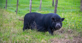 Parc animalier de l'élévage du ferron