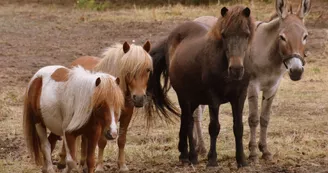 APAC Association de protection des ânes et des chevaux