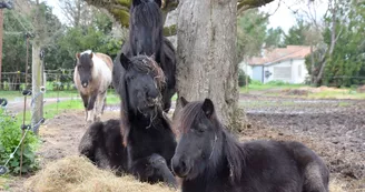 APAC Association de protection des ânes et des chevaux