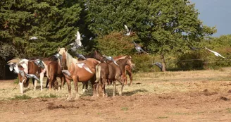 APAC Association de protection des ânes et des chevaux