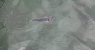 Plantes des marais par La Ferme des Baleines