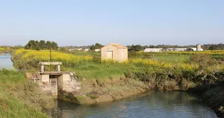 Plantes des marais par La Ferme des Baleines