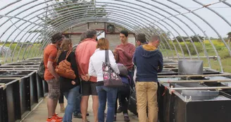 Plantes des marais par La Ferme des Baleines