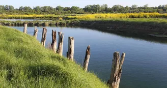 Plantes des marais par La Ferme des Baleines