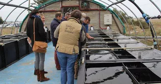 Plantes des marais par La Ferme des Baleines