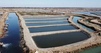 Plantes des marais par La Ferme des Baleines