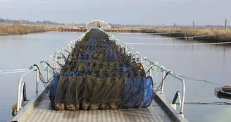 Plantes des marais par La Ferme des Baleines