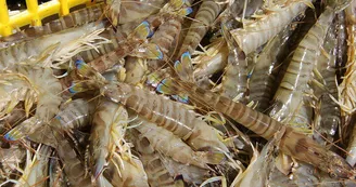 Plantes des marais par La Ferme des Baleines