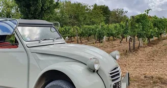 Domaine de la Chevalerie - Vignoble Pelletant