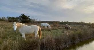 Centre Equestre - Les Cavaliers d'Oléron