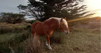 Centre Equestre - Les Cavaliers d'Oléron