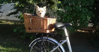 Tout à Vélo au Bois Plage