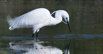 Musée de la Maison du Fier : exposition sur la biodiversité de l'Ile de Ré