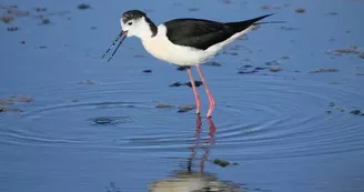 Musée de la Maison du Fier : exposition sur la biodiversité de l'Ile de Ré