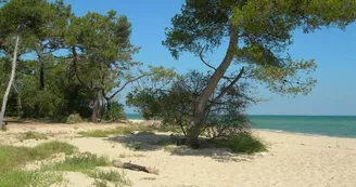 Plage de Trousse Chemise