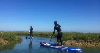 Randonnée en paddle le long de la réserve naturelle et départ en bateau par Île de Ré Nautisme