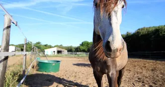 Balade à cheval sur la plage (confirmés) avec Equipassion