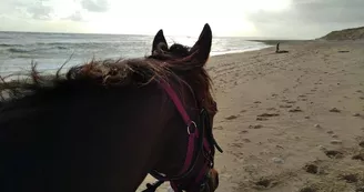 Balade à cheval sur la plage (confirmés) avec Equipassion