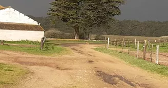 Promenade à cheval sur le bord de la plage par le haras des Evières