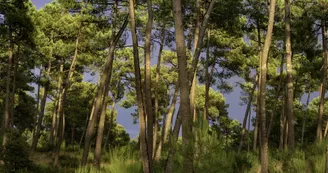 Parcours d'orientation jaune - La Forêt