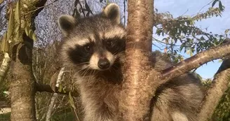 Parc aux animaux - Ferme de Magné