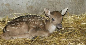 Parc aux animaux - Ferme de Magné