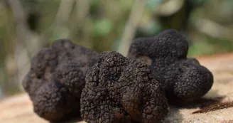 Marché aux truffes