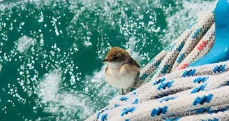 Stage 6 jours - La Voile pour Tous