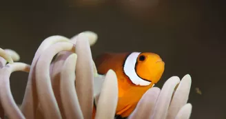 Balade à la découverte du monde marin - Aquarium de la Rochelle