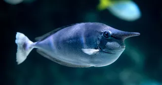 Balade à la découverte du monde marin - Aquarium de la Rochelle