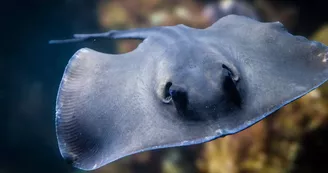 Balade à la découverte du monde marin - Aquarium de la Rochelle