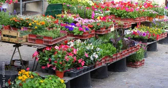 Marché aux fleurs