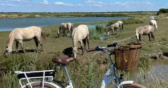 Marais de Brouage à vélo