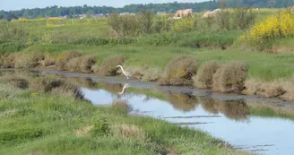 Marais de Brouage à vélo