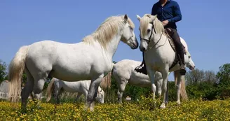 Promenades à cheval dans le marais de Brouage