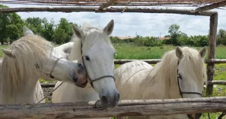 Promenades à cheval dans le marais de Brouage